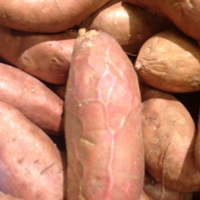 Rage_Potato_902's profile picture. IPOMOEA SAPIEN | MMA | FILMS & TV | MUSIC | FOOD | EAST COAST'R | CANNABIS CONNOISSEUR | NEVER TOO SERIOUS | I BUILD & GROW STUFF | IDEAS OVER IDEOLOGY