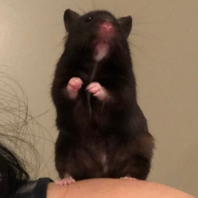 drigiardino's profile picture. I have a lot of plants