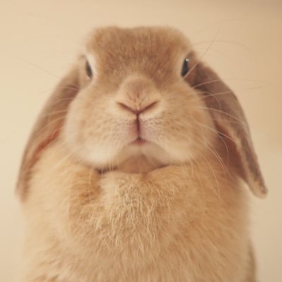 ふぇん ホーランドロップが警戒モードになる瞬間