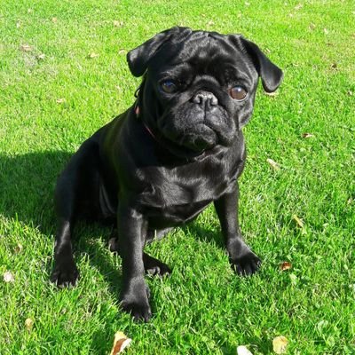 pepathepug's profile picture. Hiiii guys! My name is Pepa and I'm 10 years old. If you want to know more about my puglife, please follow me. 🍕🍩💤😴