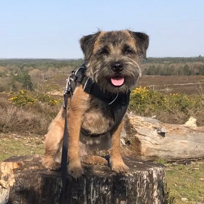 I'm a 6 year old Border Terrier, sniffing out new adventures everyday. I love zoomies, playing fetch and meeting new pals. Proud member of the #BTPosse