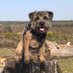 Heidi BT ๐พ๐พ๐ (@heidi_bterrier) Twitter profile photo Heidi BT ๐พ๐พ๐ (@heidi_bterrier) Twitter profile photo