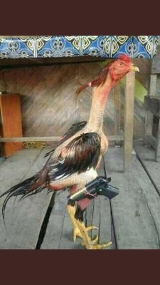 BOTCHlCK's profile picture. 