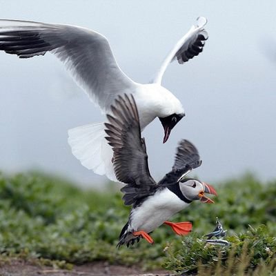 jgarias84's profile picture. Front/UX Designer, Archer, Traveler & Space Addicted, i hug dogs and chat with them