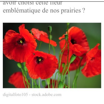 Je ne c’est pas ce qui vous fait croire que je suis un homme mais je suis un coquelicot.