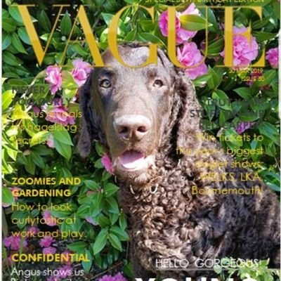 We're Curly Coated Retriever show dogs! KCGC Gold🦁 & Bronze🐂.
Dr Montagu🦁also competes in obedience! 🎂25.1.14🦁& 6.1.18🐂 #hamclub
Also @Binky_Builds_It