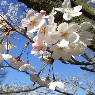 対立、さんのプロフィール画像