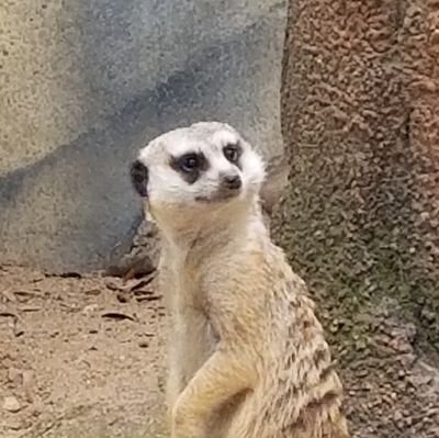 STEMPhDUH's profile picture. A PhD student struggling to function.