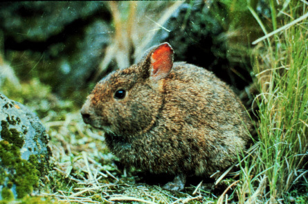 BPaezR's profile picture. Conejito de los Volcanes