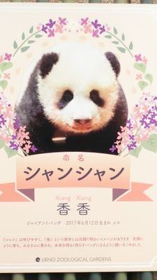 上野動物園シャンシャンの皆様のツイッターに毎日癒されています。
なかなか上野動物園に行けなくて
皆様には、本当に感謝しております。
いつも、ありがとうございます。
