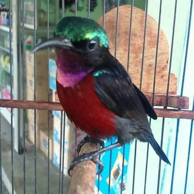 Rangga33326331's profile picture. cbcytagbxb jx ch