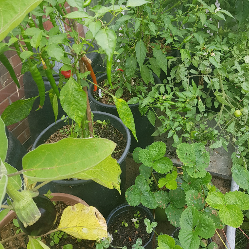 Took on my plot early in 2018. Love to grow lots of different veg, mostly outside, a little bit in the greenhouse. Here to share ideas and find inspiration.