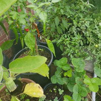 Dan's Allotment (@dansallotment) 's Twitter Profile