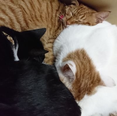 jlKnAePzdFC96sE's profile picture. うちの猫白茶のボブテイルがトウシロウ(♂)ハチワレちゃんがふぅちゃん(♀)兄妹猫です🐱そして、茶トラのコロナ(♂)が加わり、更に茶トラ(♀)かぐやが加わって4ニャンズになりました😺😺😺😺
あと、車バカの旦那が1人います。
プロレスとPUNK好き🙌無言フォローですいません🙏