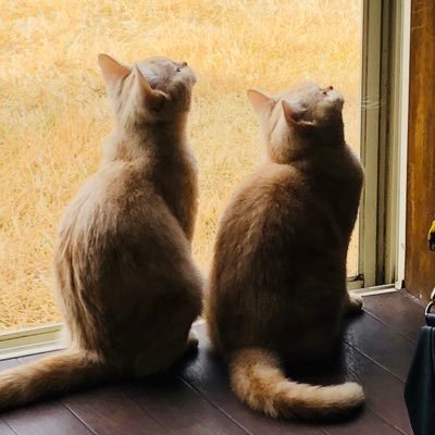 ねこ👶🏻🎀1yさんのプロフィール画像