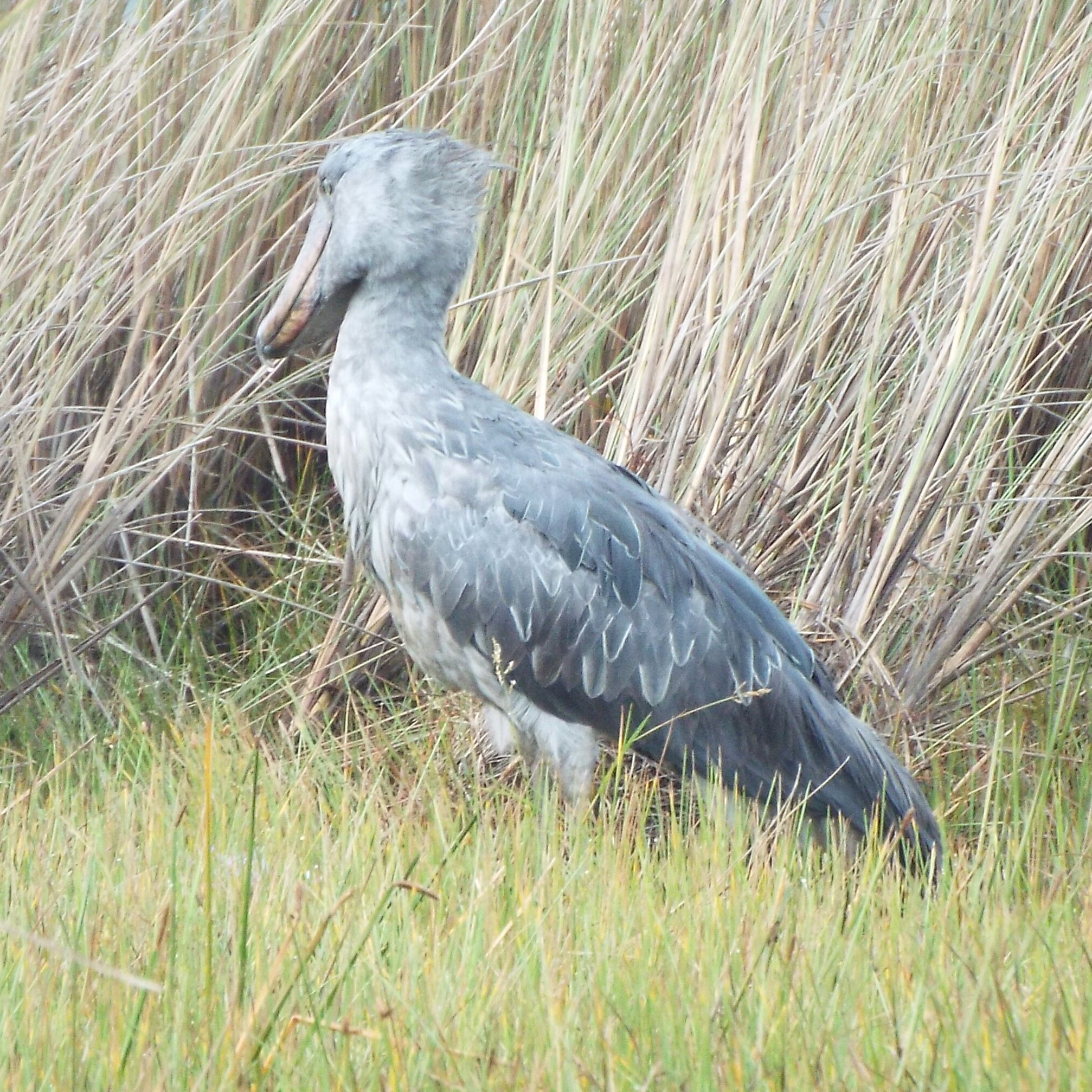 Kidderminster birder, local patch Puxton Marsh. Enjoy birding locally with occasional visits to Upton Warren and Grimley with holidays in Norfolk and the world.