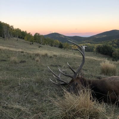 dmolstadgf's profile picture. 