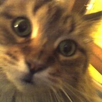Sue Rann (@kinetikat) 's Twitter Profile