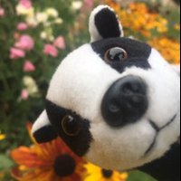 Miss Heligan Badger (@heliganb) 's Twitter Profile