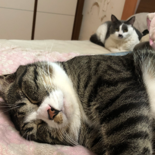 어딜 가느냐 집사아/어딜 갔다 왔느냐 집사아아\\\٩(๑`^´๑)۶//// // 병만이도 언제나 함께야 ╰(*´︶`*)╯♡