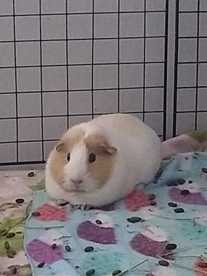 (((((( : ‏Guinea Pig