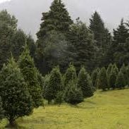 menos tala de arboles 
ayudemos el medio ambiente