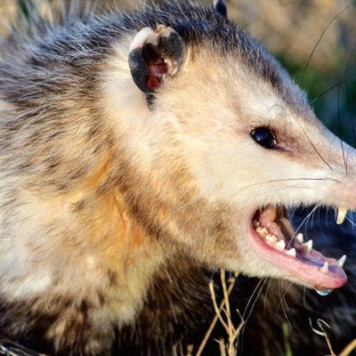 Pasadena Possum (@PasadenaPossum) / Twitter Pasadena Possum (@PasadenaPossum) / Twitter