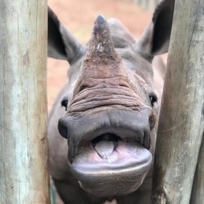 Eco-friendly Baby brand featuring endangered species. A portion of our profits go to organizations that support endangered species. Raising good humans❤️🦏