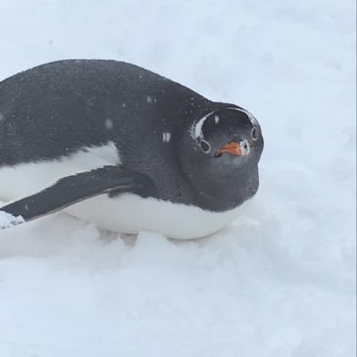 MapleStoryMSil1's profile picture. 青春時代をテイルズウィーバーとメイプルストーリーに捧げた男。携帯でやれる日を待っていた。たとえ嫁に怒られようとも私はやります。