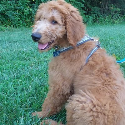 🐶GOLDENDOODLE🐶 1 YEAR OLD