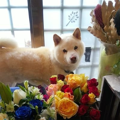 フラワーショップ リーフ 明日は卒業式たくさん ご予約ありがとうございま ご希望の花束お作りします 花束 卒業式 大東市 東大阪市 鴻池新田駅 フラワーショップリーフ 花屋 場所 鴻池新田駅 T Co 58zh6hl6fc フラワーショップ リーフ 明日は卒業式たくさん ご予約ありがとうございま ご希望の花束お作りします 花束 卒業式 大東市 東大阪市 鴻池新田駅 フラワーショップリーフ 花屋 場所 鴻池新田駅 T Co 58zh6hl6fc