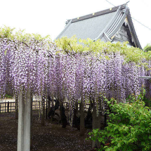 千葉県銚子市にある藤の花で有名なお寺、妙福寺です。
2023年の藤は4月中旬～末にかけて満開となりました。