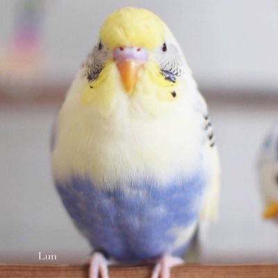 金運インコ 手のひらが幸せでございます #サザナミ党#インコ#サザナミインコ