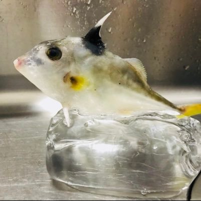 愛知在住の釣り好きっ子🎣只今子育て奮闘中💥釣りになかなか行けません😇💦 知識浅めなので色々教えていただけると嬉しいです🐰 無言フォロー失礼します。 フォロー大歓迎です😎💓 ❌YouTube、ブログ見ません❌