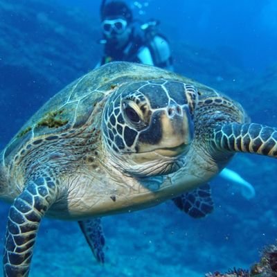 東京都市大学潜水科学研究会です🐠 まったりダイビングやってます。サークルへの質問等もお気軽にどうぞ！（現在質問箱はやっておりません）入部希望者、説明等聞きたい人はお気軽にDM下さい🏝 インスタは下から📷