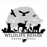 Wildlife Rehab Lorena(@RehabLorena) 's Twitter Profile Photo