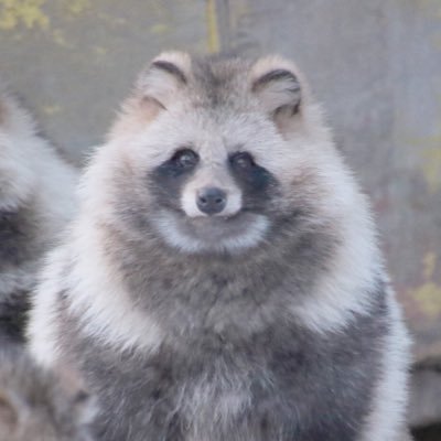 kagecage's profile picture. たぬきかわいい