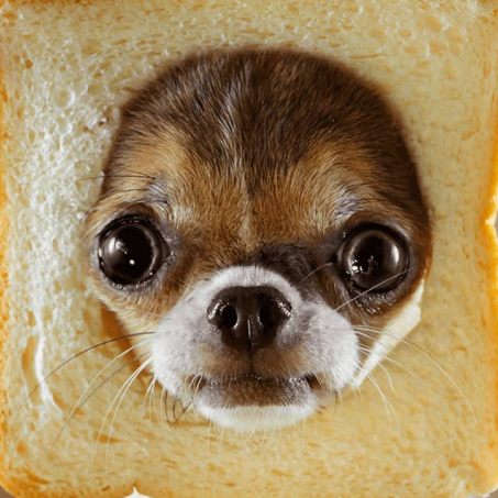 Necktal's profile picture. J'écris des trucs pour https://t.co/W3HKt92uWq | Grand défenseur de la moiteur truffienne et de la mie exo-occipitale 🍞