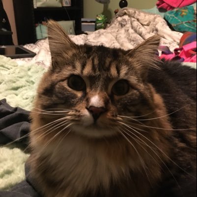 irenebaer12's profile picture. 