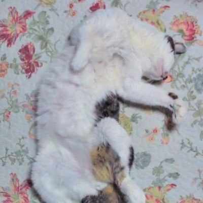 h0729_tomo's profile picture. 宝くじ超高額当選した上で体が3つくらい欲しいと思う今日このごろ