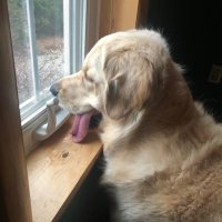 Walter(@WalterTheGolden) 's Twitter Profile Photo