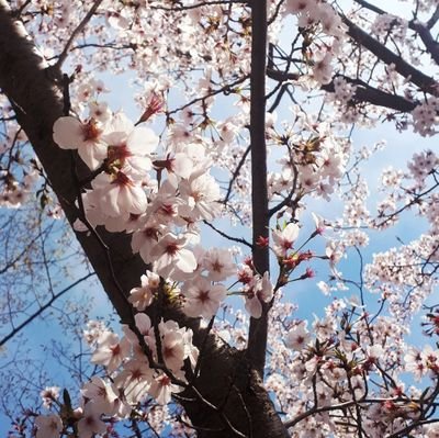 시리さんのプロフィール画像