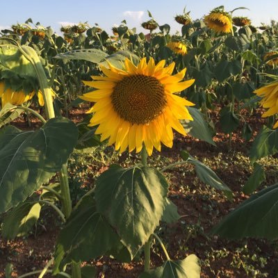 Buraya tarafsız olarak eleştirmeye geldik.