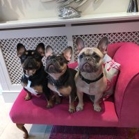 Trois Frenchie -george storm and luna (@george1frenchie) 's Twitter Profile