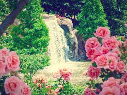 Author. Flowers. Photo. Sea Beach. Medical.