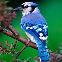 Esibizionismo Amatoriale (@esibama) 's Twitter Profile