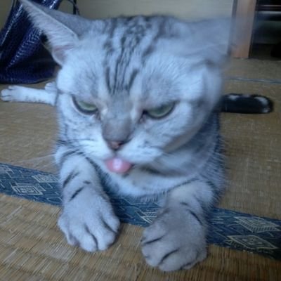 親父顔の猫もなか