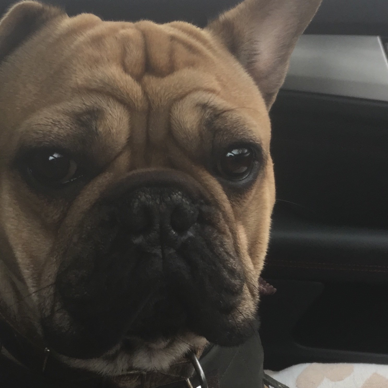 Preciouspaws9's profile picture. Dog groomer