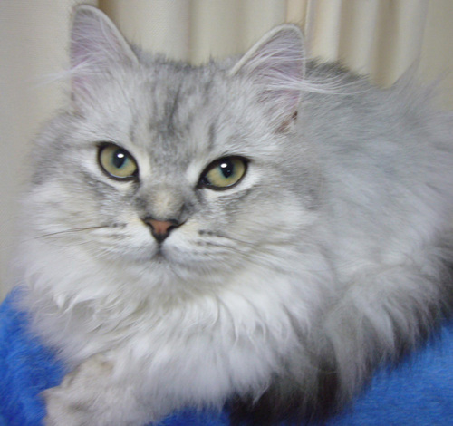 mis777's profile picture. 横浜出身☆A型☆コンサルティング☆ラーメン好き☆ミニスカート大好き☆皆様よろしくお願いしま～す。