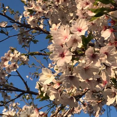 あんじ ぱうーやってます Anjistream Twitter